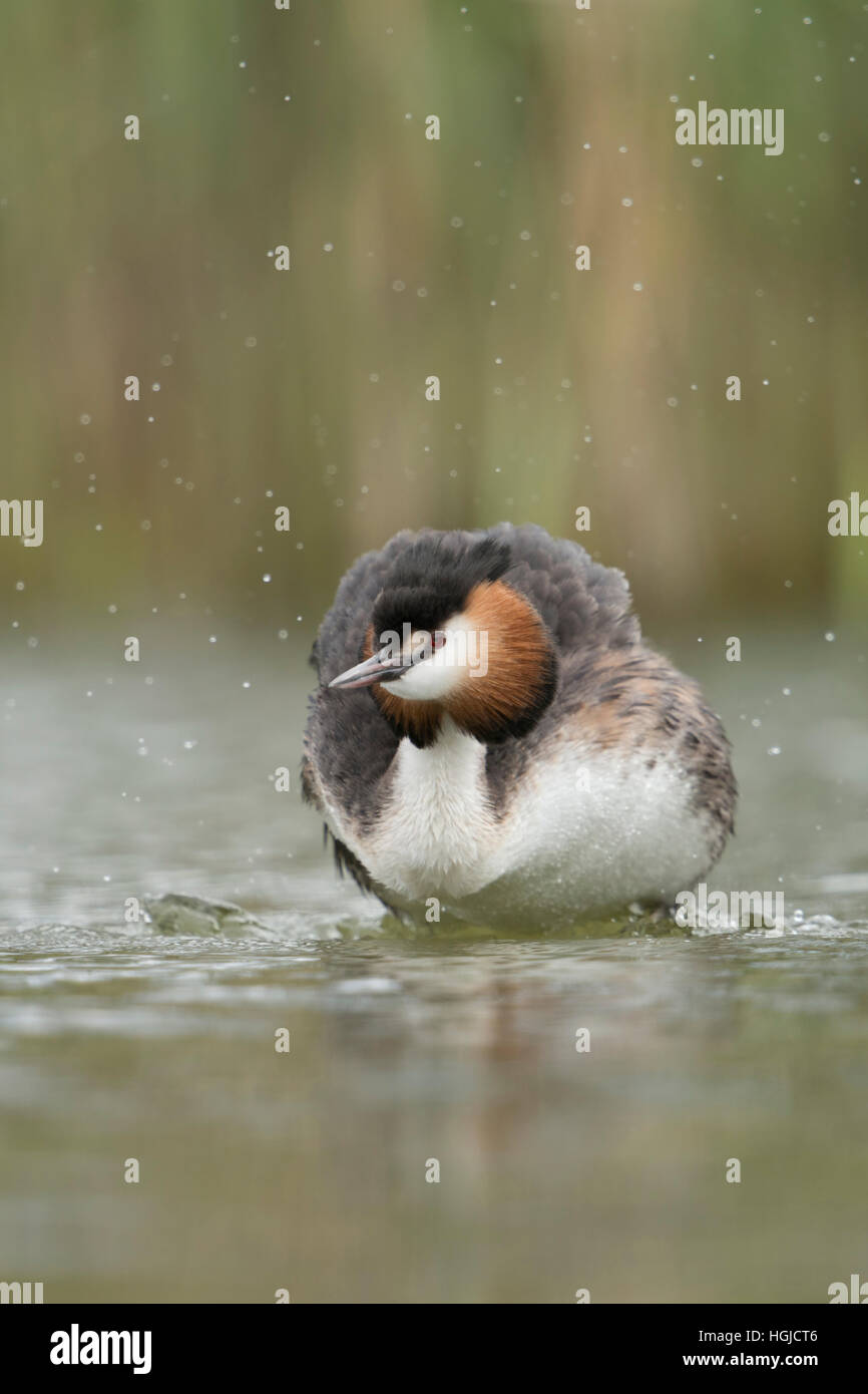 Grèbe huppé (Podiceps cristatus ) agitant l'eau hors de son plumage, en typique entourant d'un lac naturel. Banque D'Images