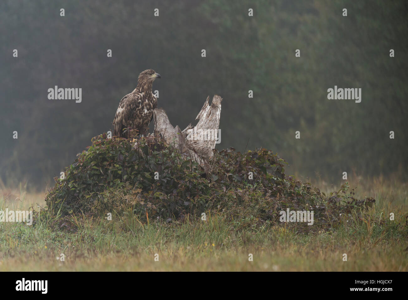 Aigle à queue blanche / aigle de mer ( Haliaeetus albicilla ), immature, chasse, perché sur la racine de l'arbre, prairie ouverte, temps brumeux, Europe. Banque D'Images