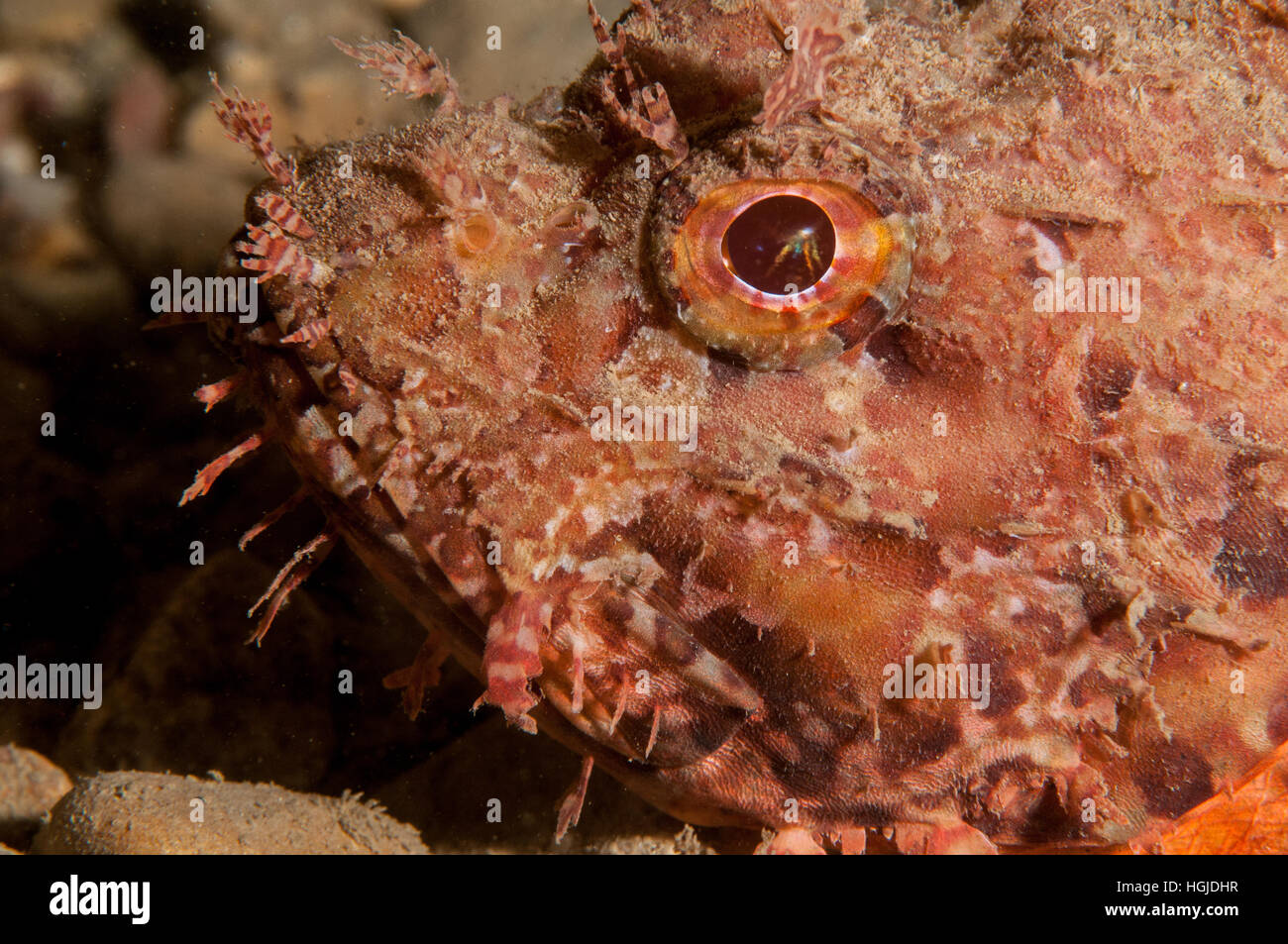 Poisson scorpion rouge (Scorpaena scrofa), l'escala, Costa Brava, Catalogne, Espagne Banque D'Images