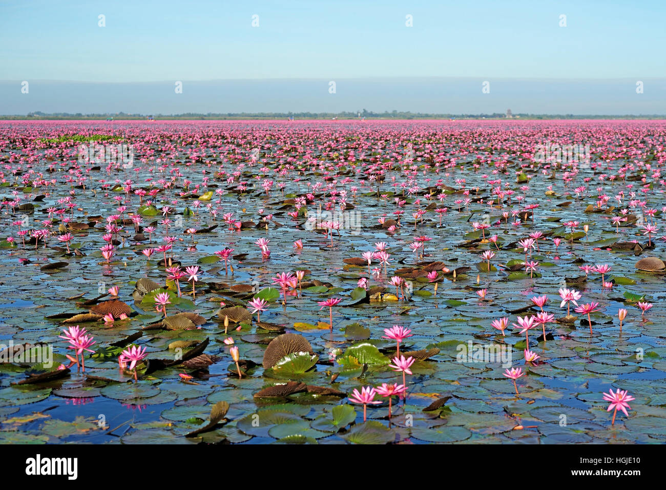 Belle fleur de lotus, lys d'eau dans l'étang Banque D'Images