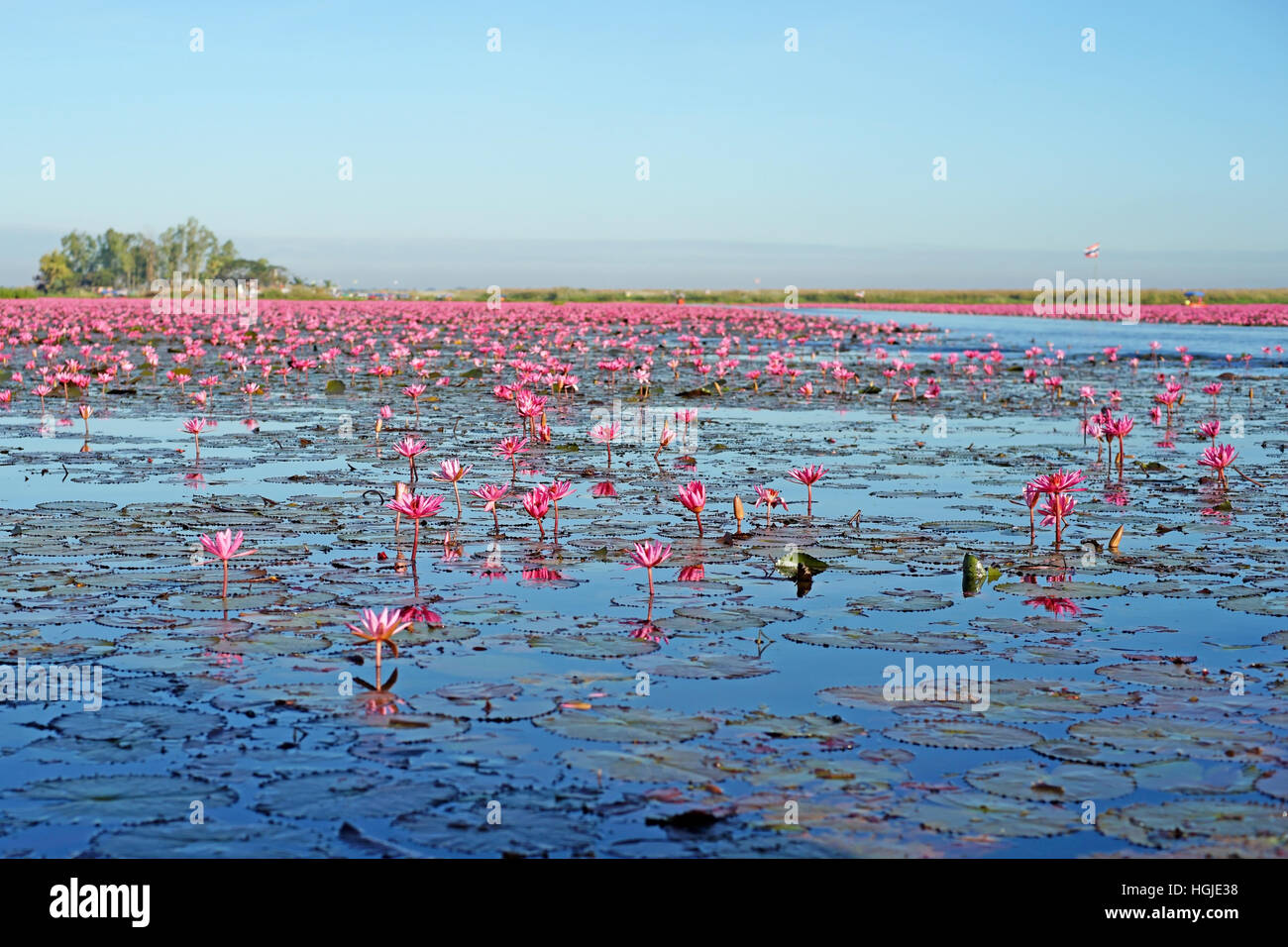 Belle fleur de lotus, lys d'eau dans l'étang Banque D'Images
