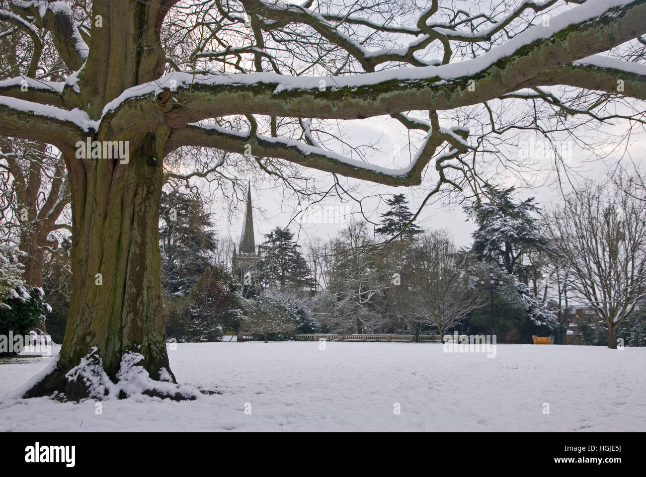 Les arbres à feuilles caduques en hiver avec des chutes de neige Banque D'Images