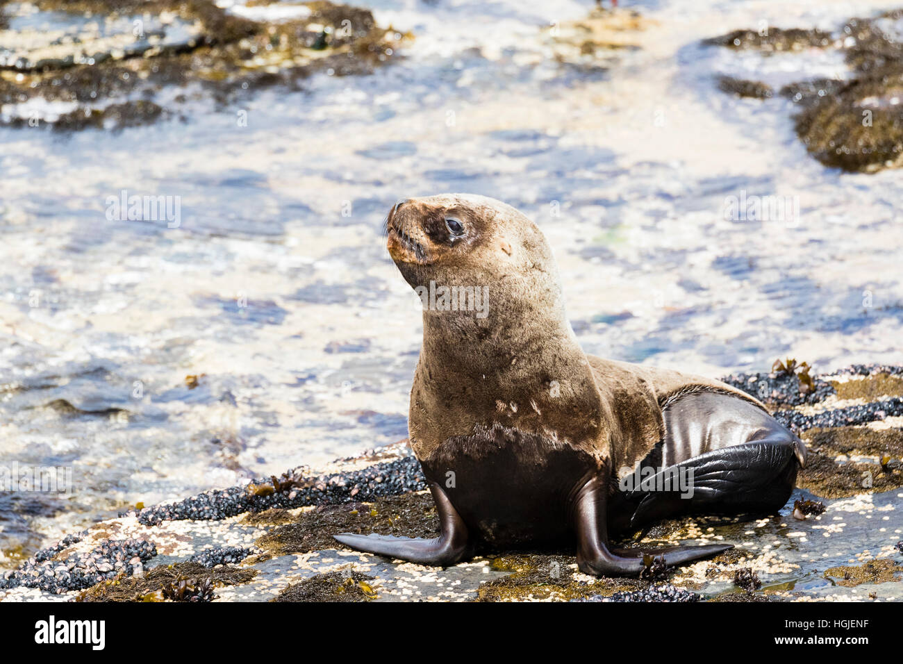Lion de mer du sud sur l'île plus sombre dans les Malouines Banque D'Images
