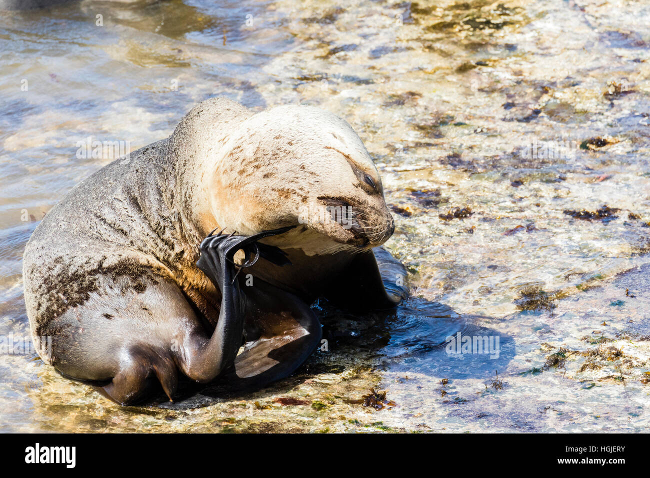 Lion de mer du sud sur l'île plus sombre dans les Malouines Banque D'Images