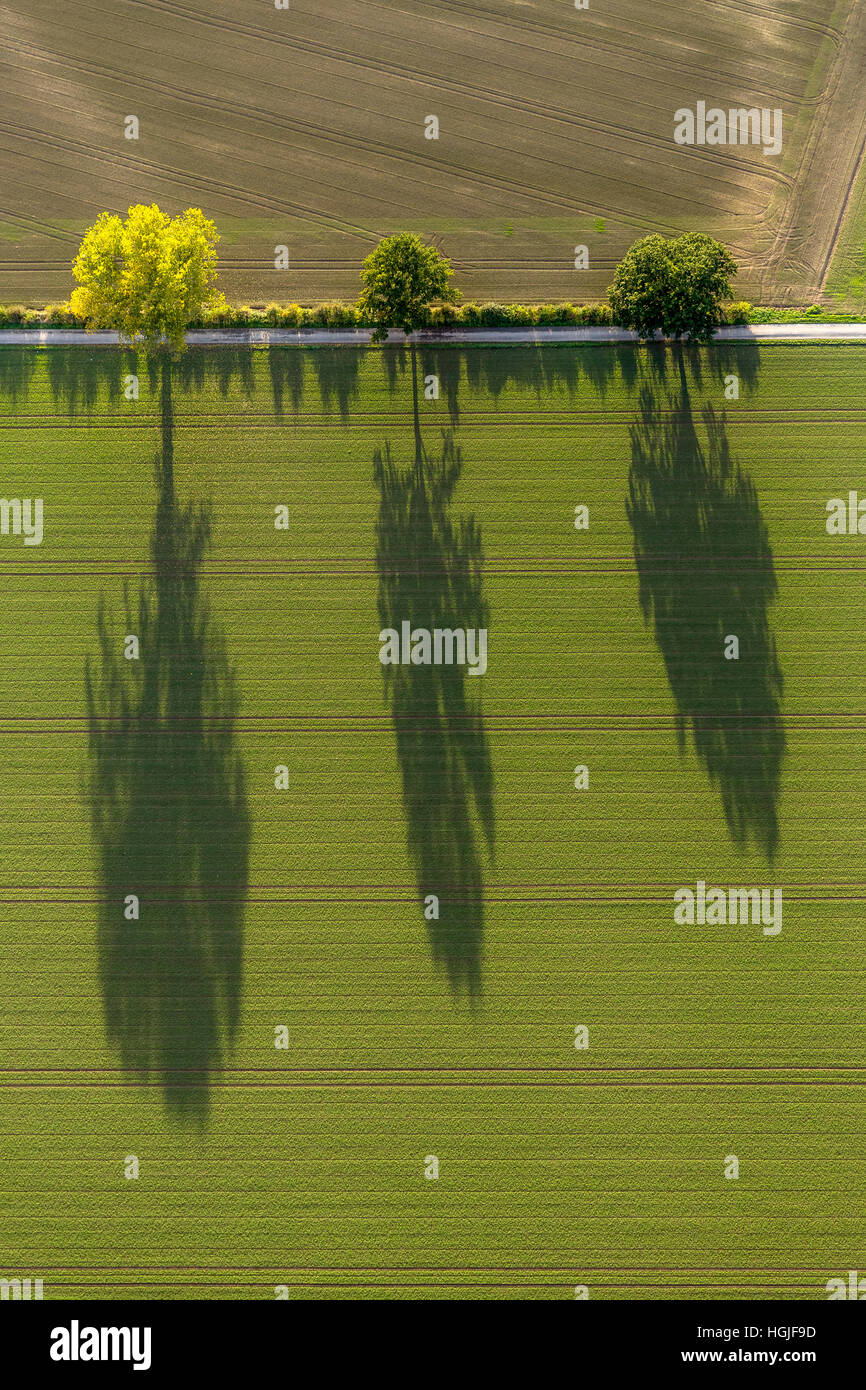 Vue aérienne, rangée d'arbres, de l'agriculture, de l'autoroute, Lane, arbre d'ombrage, l'automne, les feuilles d'automne, les champs, les terres agricoles, les voies de Trekker, arbre Banque D'Images