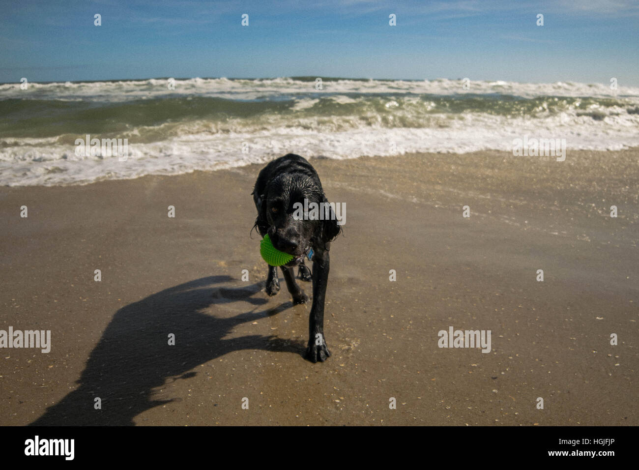 Dog on beach with ball Banque D'Images