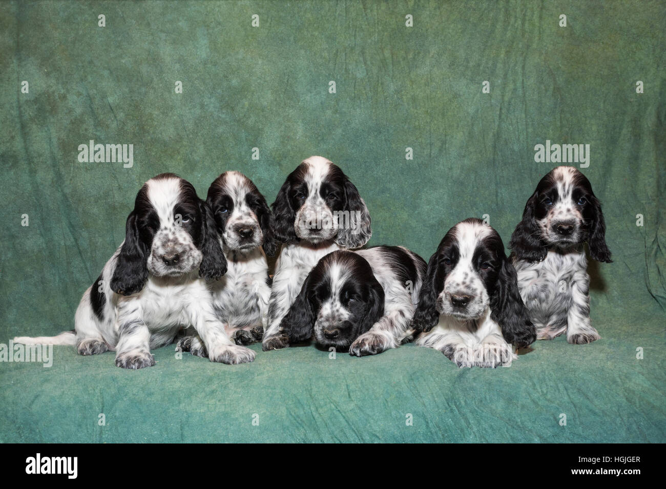 Bleu petit mignon chiot Cocker Anglais family sitting on green background Banque D'Images