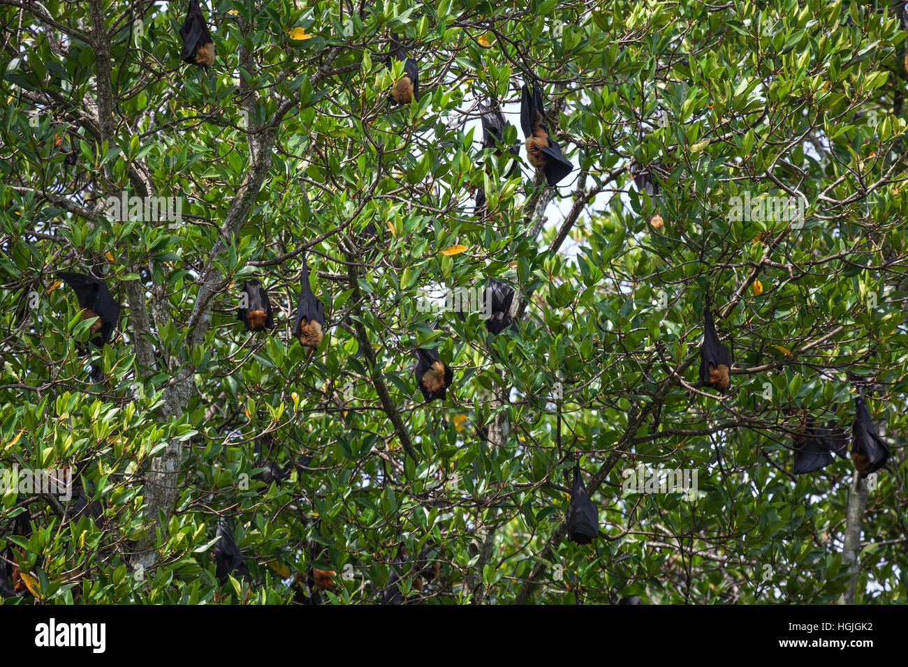 Les roussettes indien indien ou plus des chauves souris (Pteropus giganteus) accroché dans les palétuviers, affluent, Bentota Ganga Banque D'Images