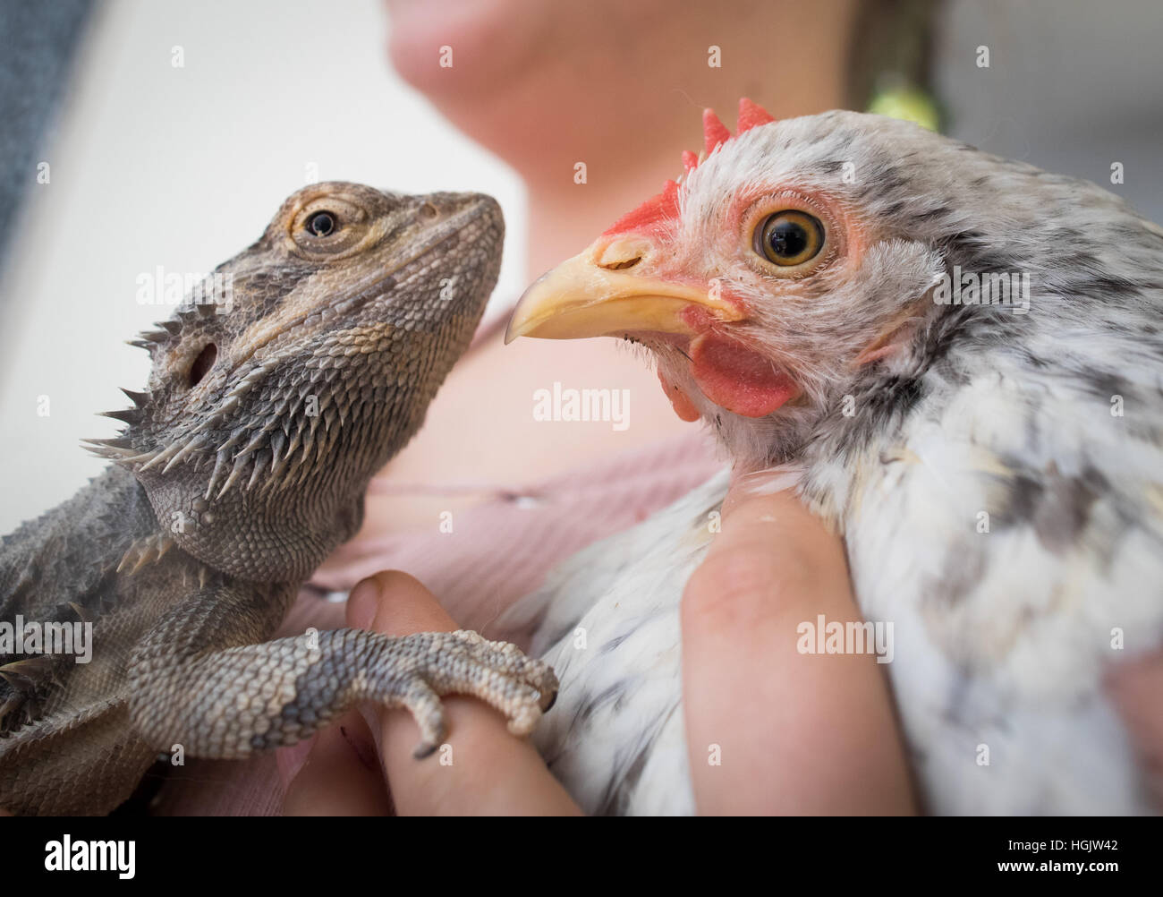 Schmitten Allemagne 06 Jan 17 Karl Le Dragon Barbu Et Gisela Le Poulet Dans Le Salon De La Famille Wirth A Schmitten Allemagne 06 Janvier 17 La Famille Prend Chez Les Poulets