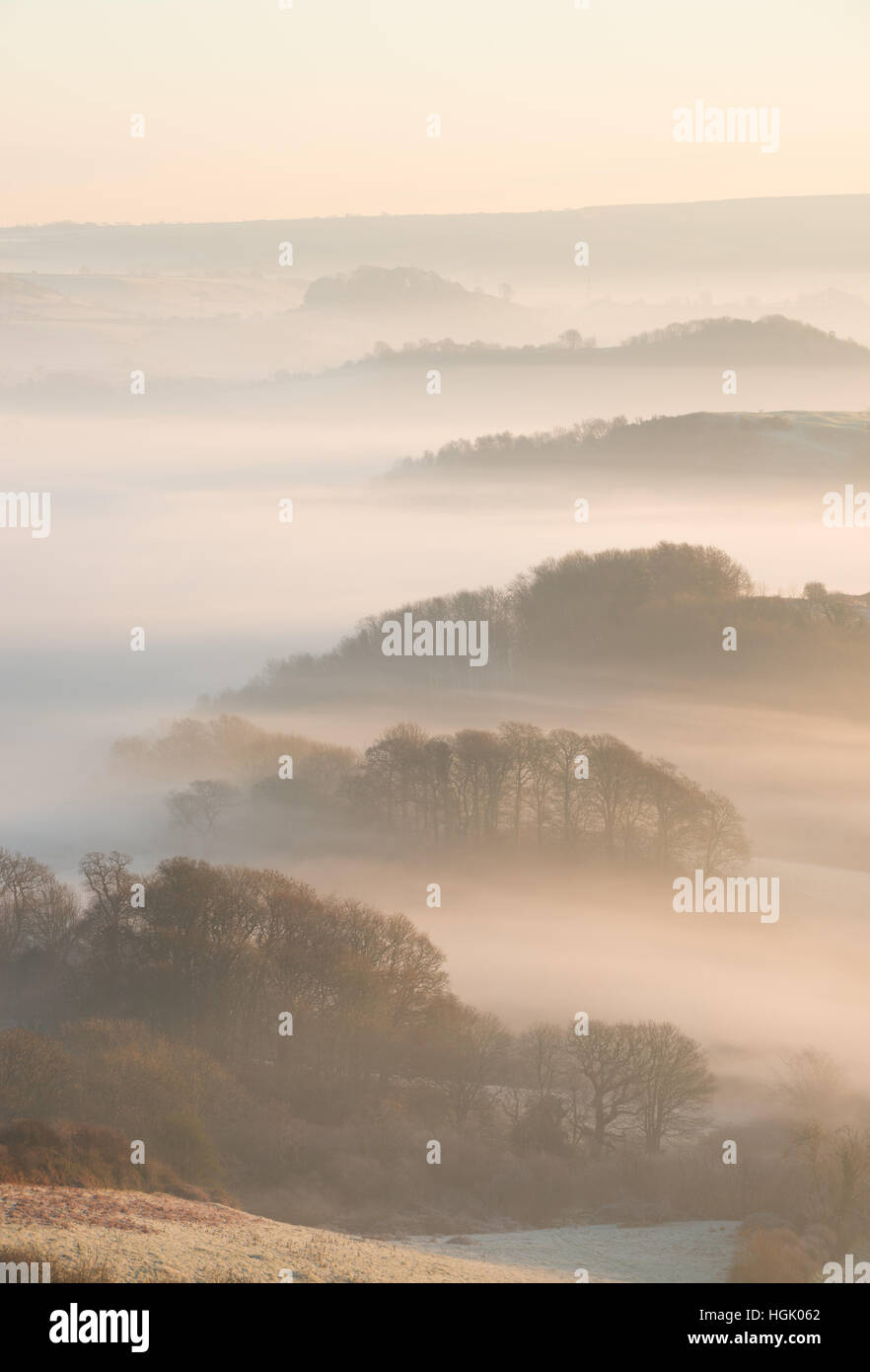 Lever du soleil à Misty Colmers Hill, près de Bridport, Dorset, UK. 23 janvier 2017. Un hiver coloré misty sunrise at Colmers Hill à la recherche en vue de Bridport. © Dan Tucker/Alamy Live News Banque D'Images