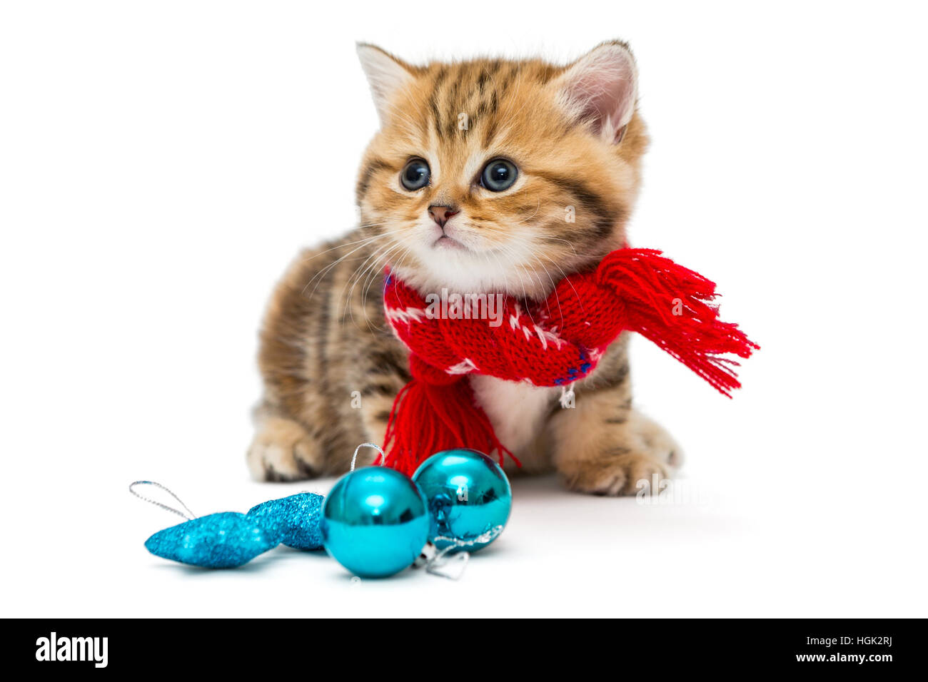 Cute kitten scarf Banque de photographies et d'images à haute résolution -  Page 2 - Alamy