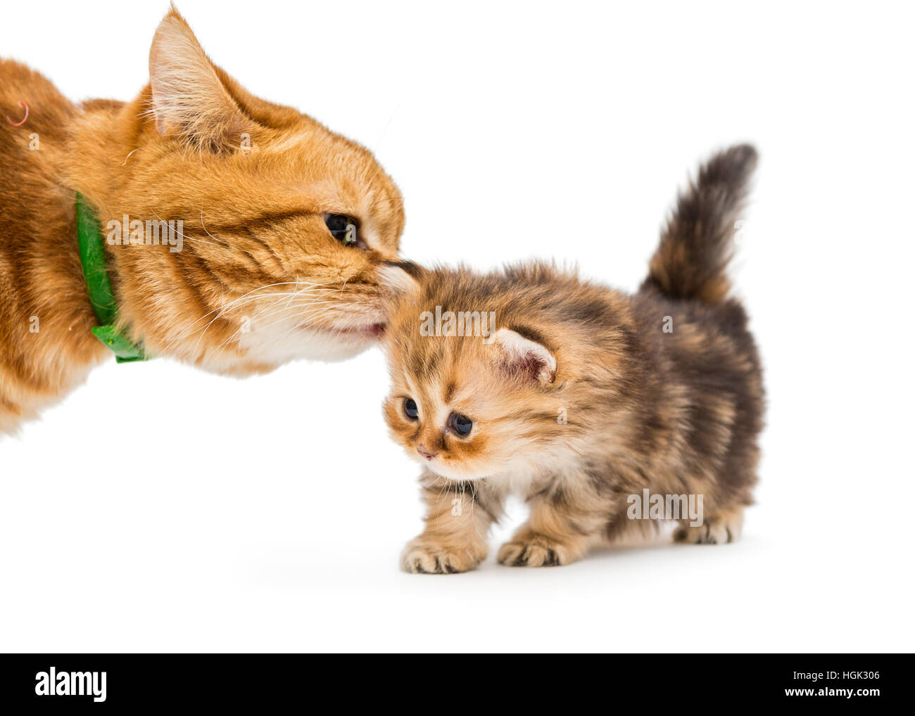 Petit Chaton Et La Race De Chat Adultes En Isolated On White Photo Stock Alamy