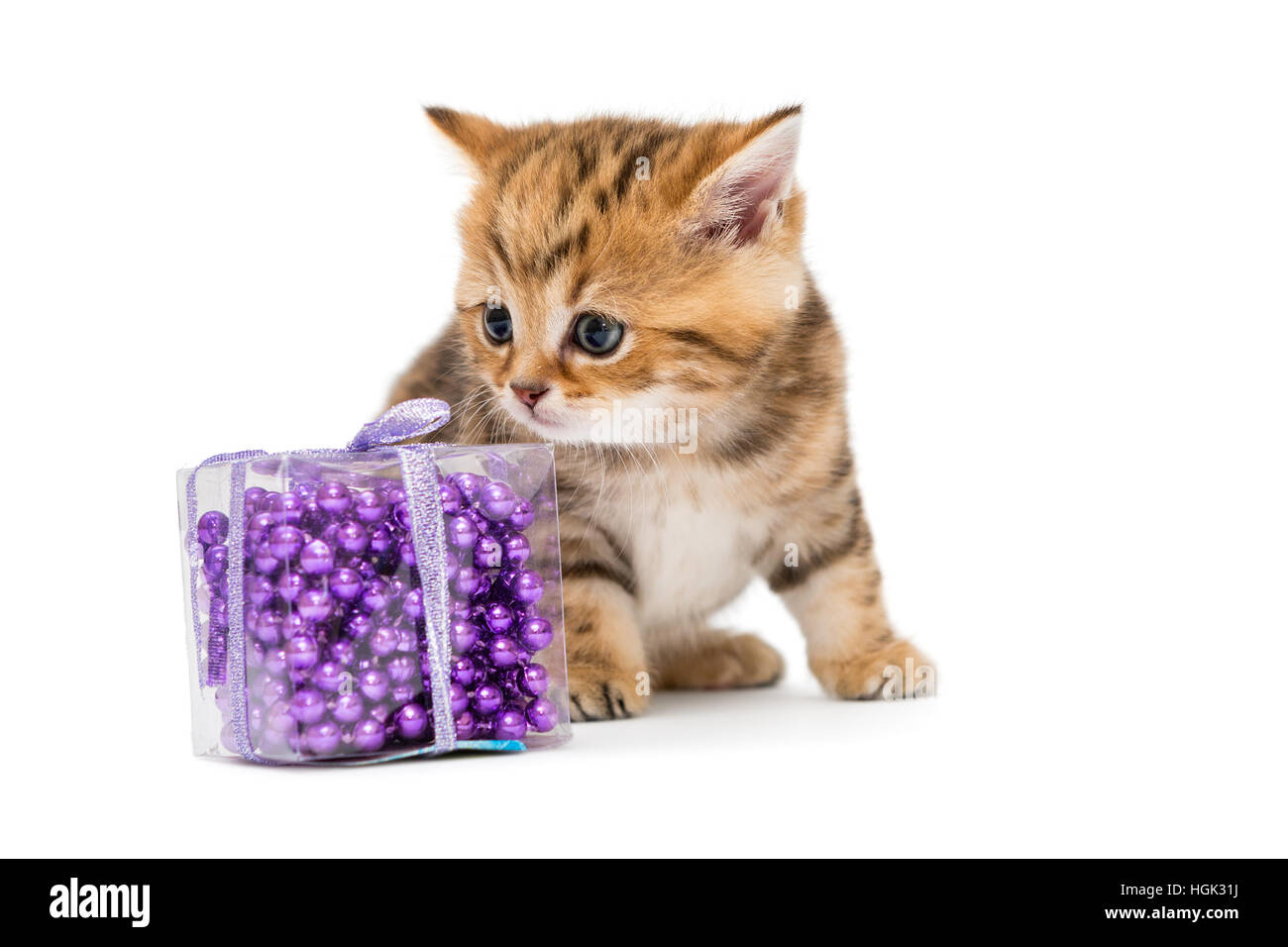 Petit Chaton British et des jouets de Noël isolated on white Banque D'Images