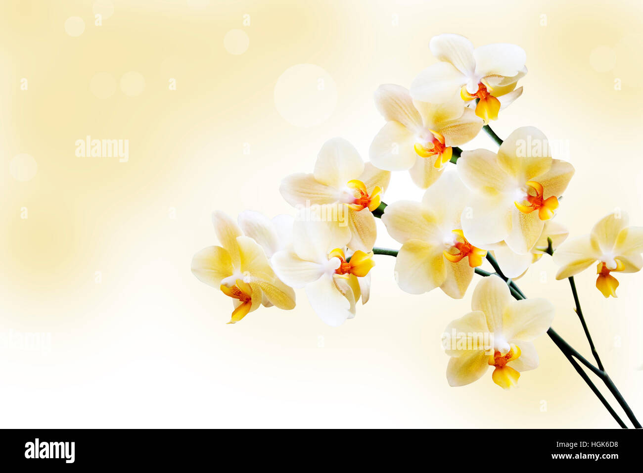 Belle orchidée blanche Banque D'Images