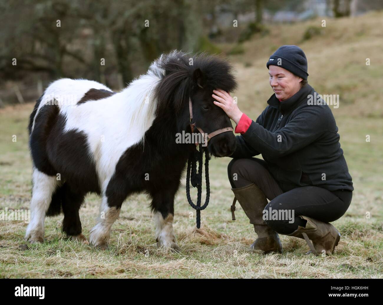 Nemo, un poney Shetland, sauvé par le Service d'incendie et de sauvetage écossais après qu'il s'est échoué dans une rivière près de Lochard Road, Aberfoyle, est photographié séché de retour dans sa ferme avec propriétaire Kay Paterson après l'épreuve d'hier. Banque D'Images