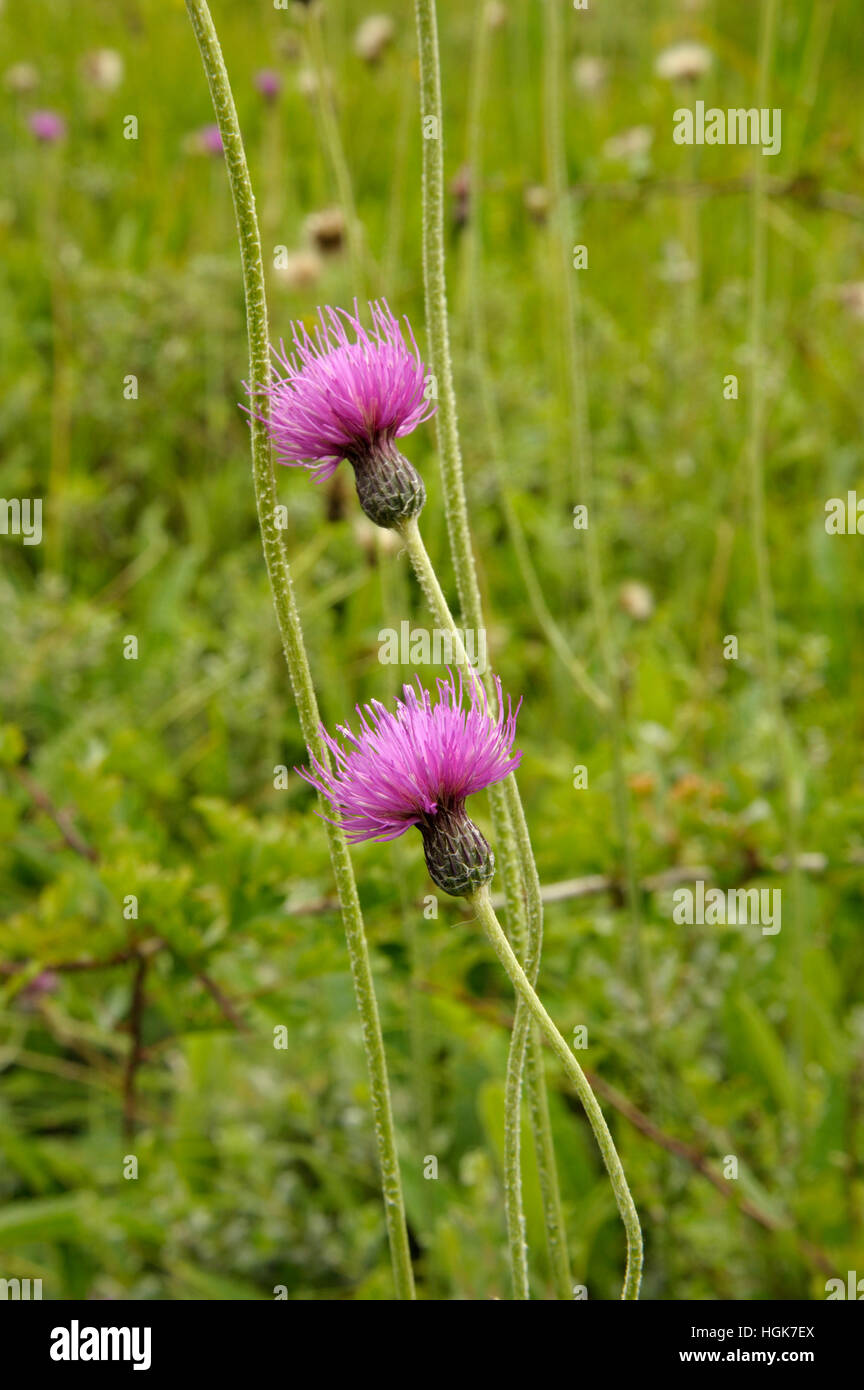 Thistle Cirsium dissectum, Meadow Banque D'Images