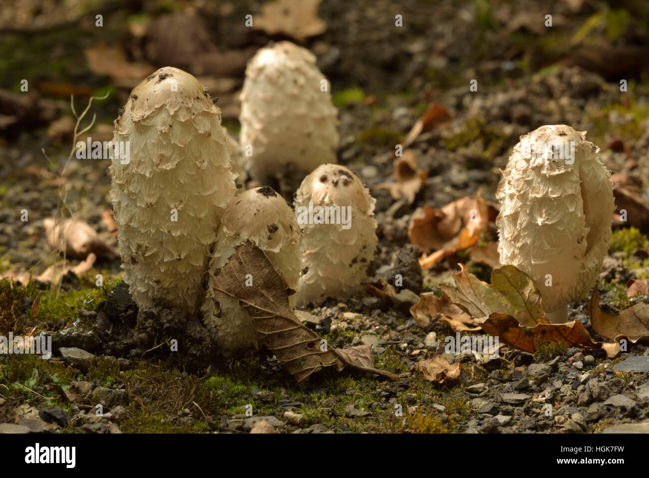 Shaggy Inkcap ou avocat, Coprinus comatus la perruque Banque D'Images