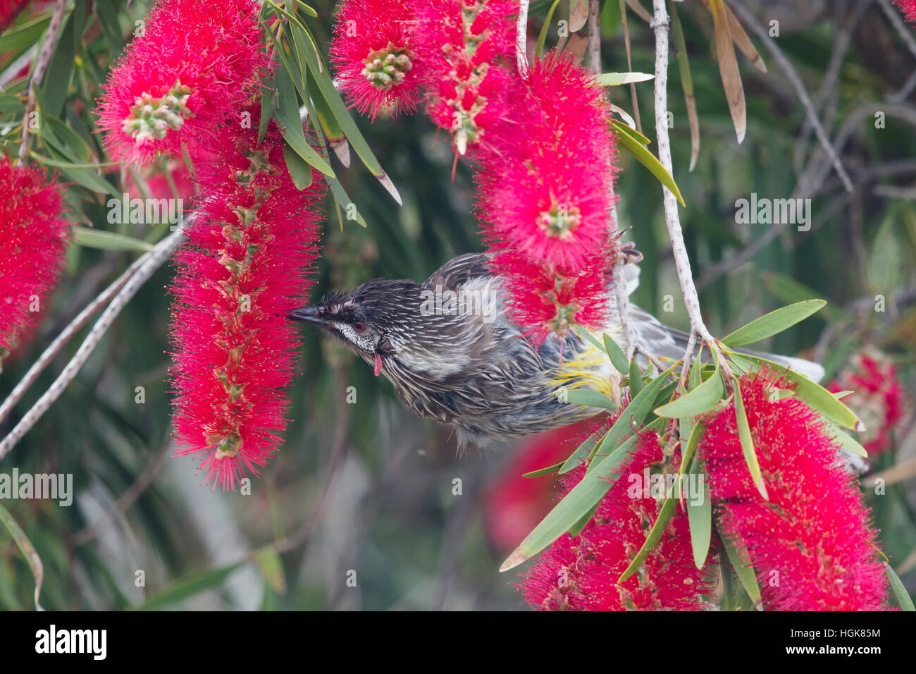 Wattlebird rouge - se nourrissant de Bottlebrush fleurs Anthochaera carunculata Kangaroo Island Australie du Sud, Australie BI030566 Banque D'Images