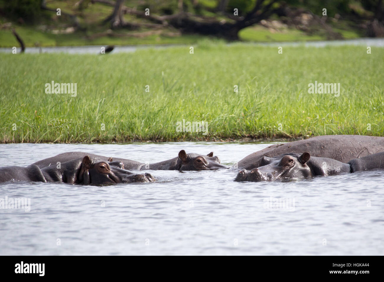 Hippo, Chobe National Park, Botswana, Africa Banque D'Images