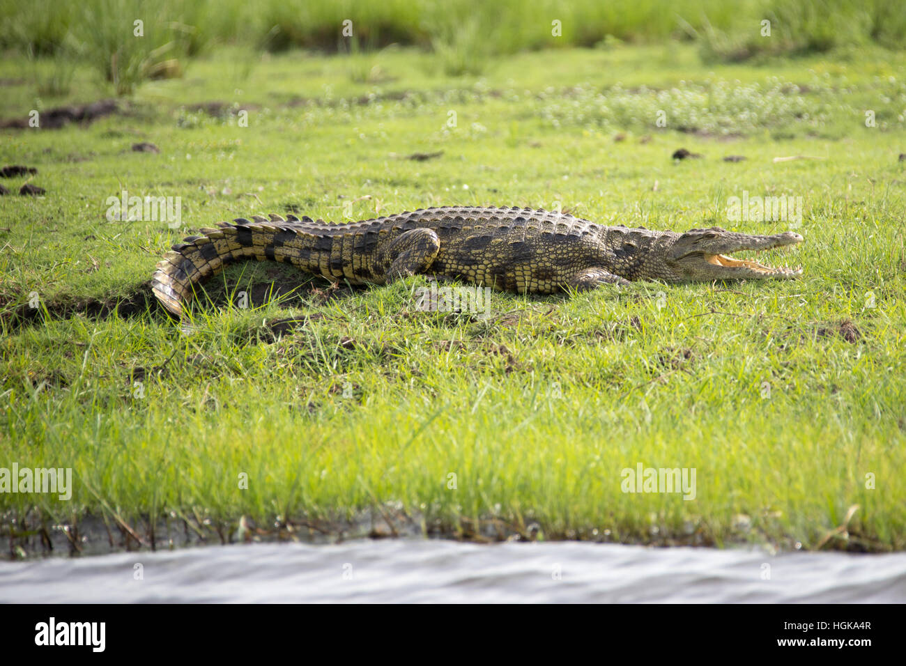 Crocodile, Chobe National Park, Botswana, Africa Banque D'Images