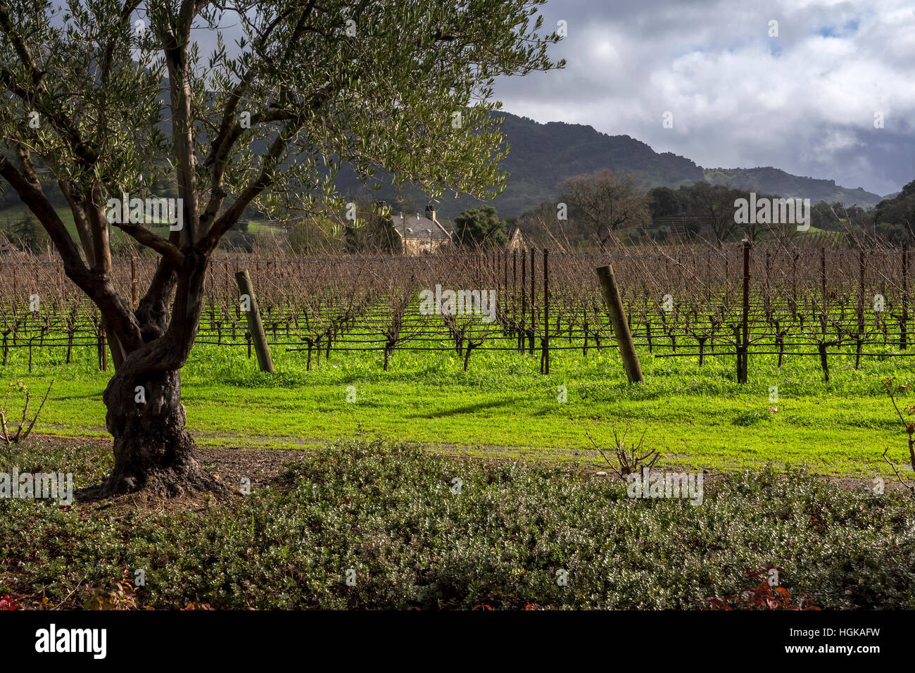 Vignoble, vue à partir de la falaise, Lede Vineyards, Yountville, Stags Leap District, Napa Valley, Comté de Napa, Californie Banque D'Images