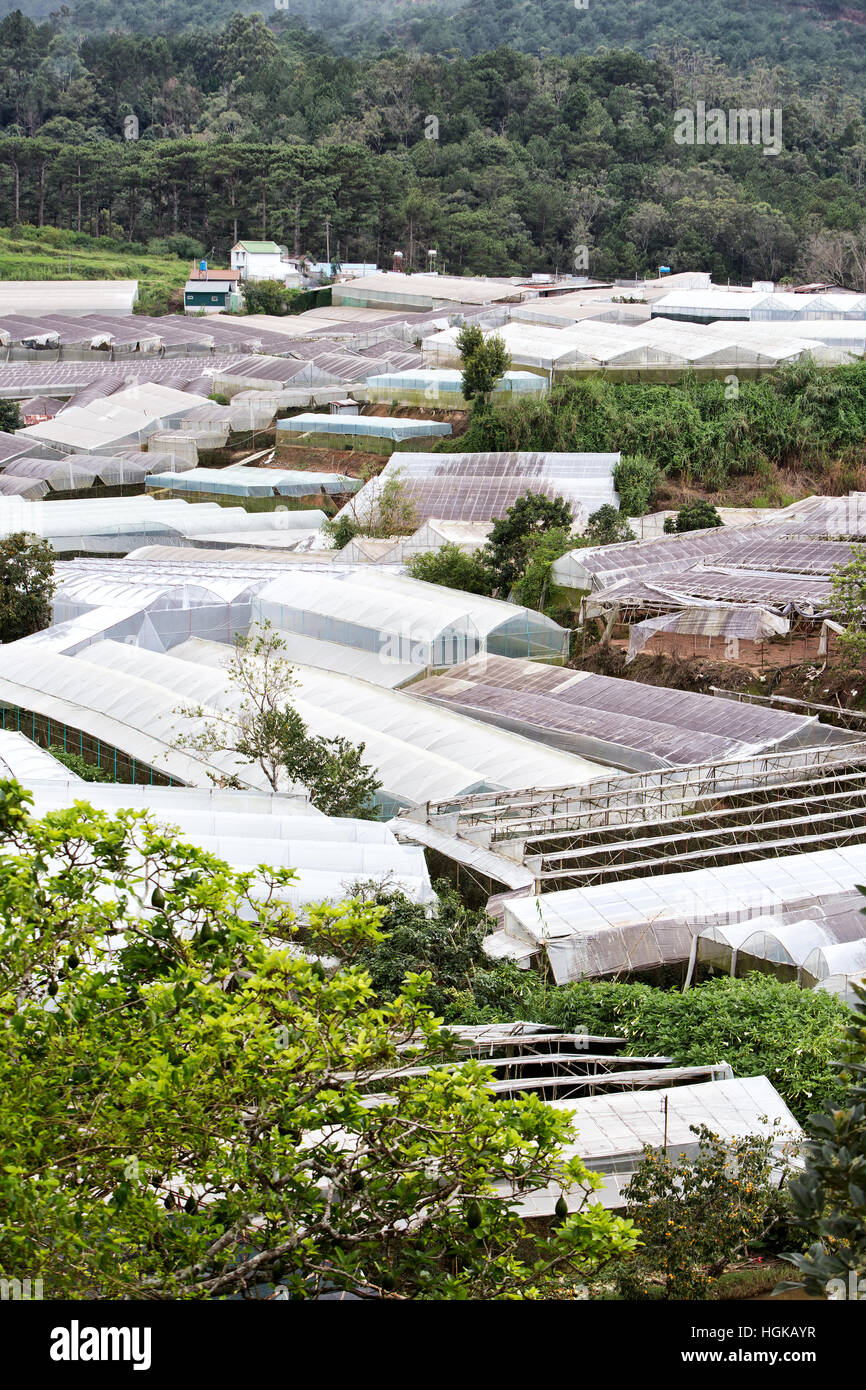 De plus en plus, les tunnels diverses variétés de fleurs. Banque D'Images