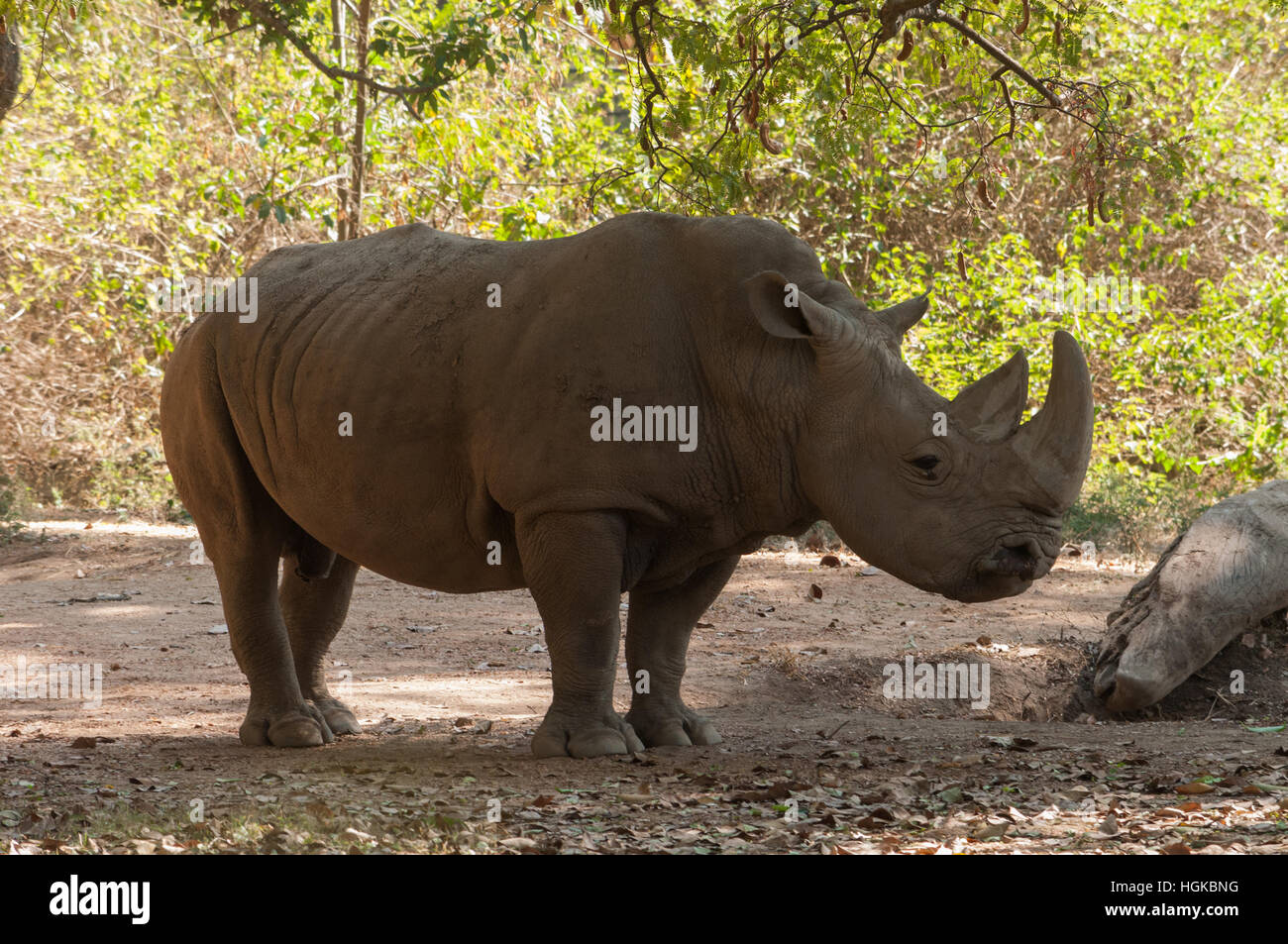 Deux rhinocéros unicorne (Dicerorhinus sumatrensis) Banque D'Images