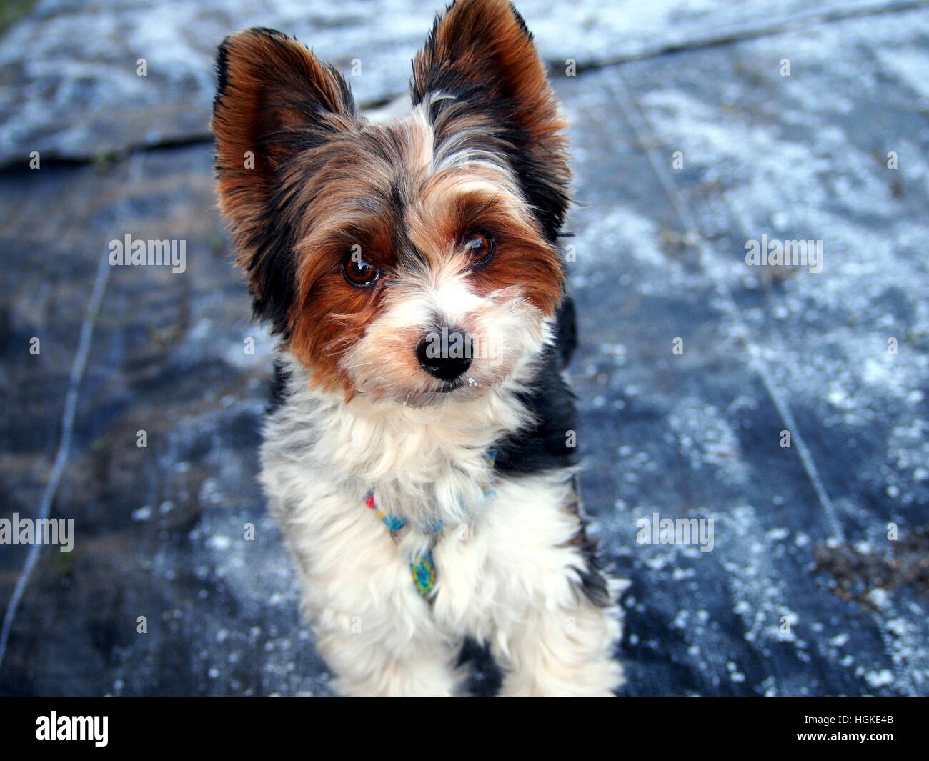 Biewer yorkshire terrier Banque D'Images