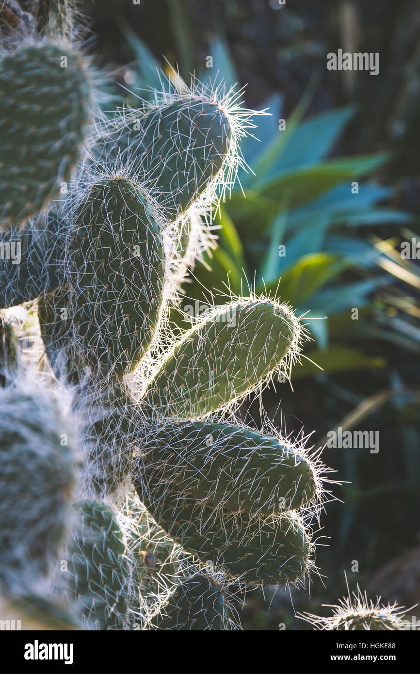Fermer l'accent sur cactus en basse scène clé avec la lumière du soleil de derrière à l'intérieur jardin d'intérieur Banque D'Images