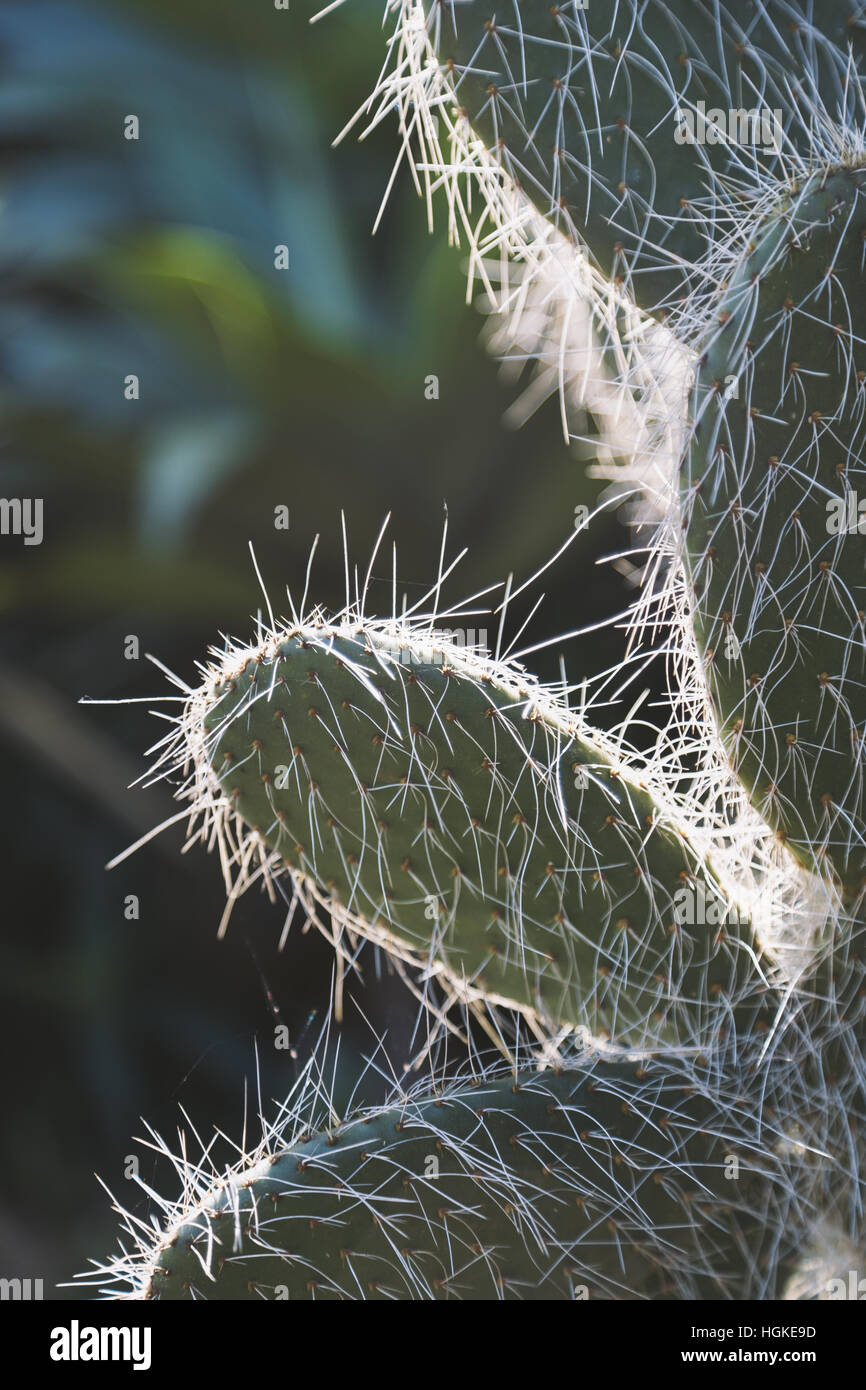 Fermer l'accent sur cactus en basse scène clé avec la lumière du soleil de derrière à l'intérieur jardin d'intérieur Banque D'Images