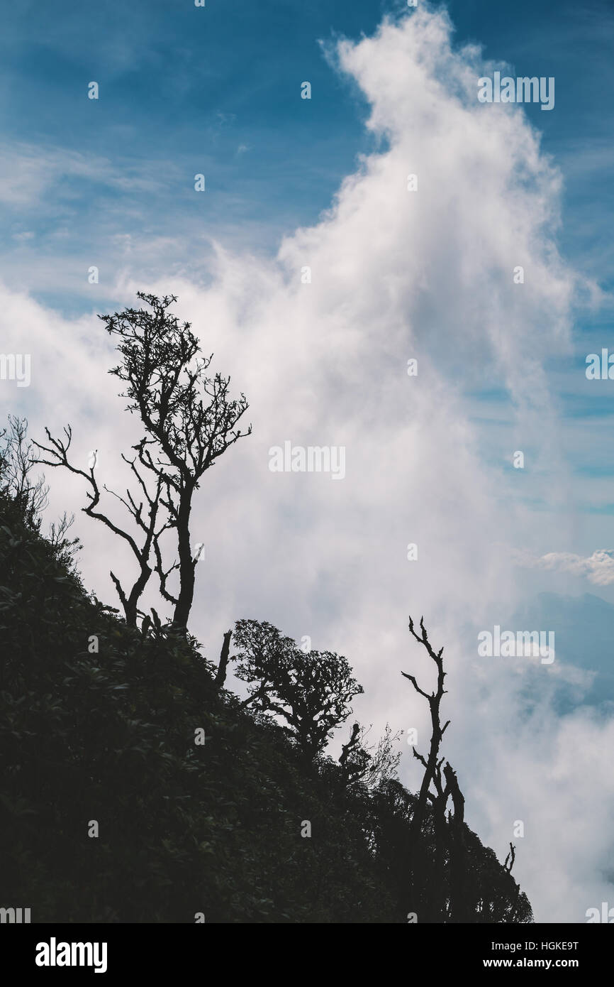 Scène verticale de silhouette arbres endommagés sur montagne avec nuage blanc et bleu ciel Banque D'Images