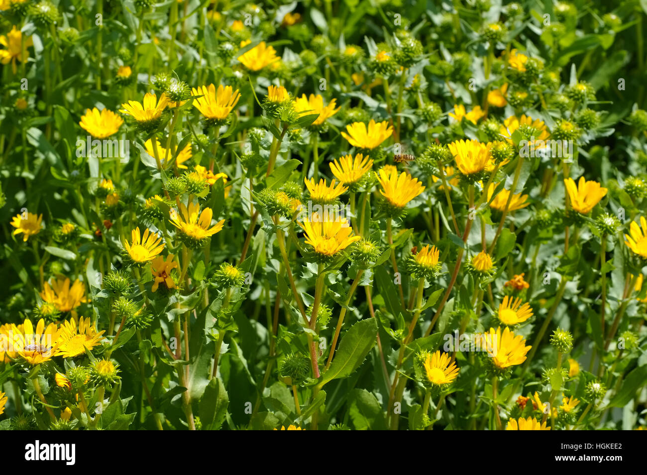 Die Heilpflanze Grindelie, Grindelia robusta - l'usine de fines herbes gumweed, Grindelia robusta Banque D'Images