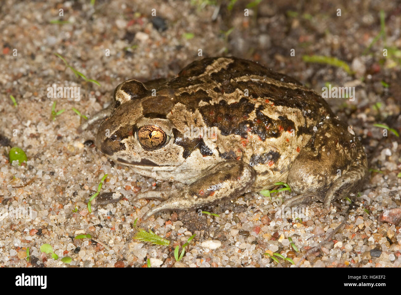 Knoblauchkröte Knoblauch-Kröte Kröte,,, Pelobates fuscus, crapaud commun, crapaud, l'ail, Krötenfrosch Schaufelkröte Banque D'Images