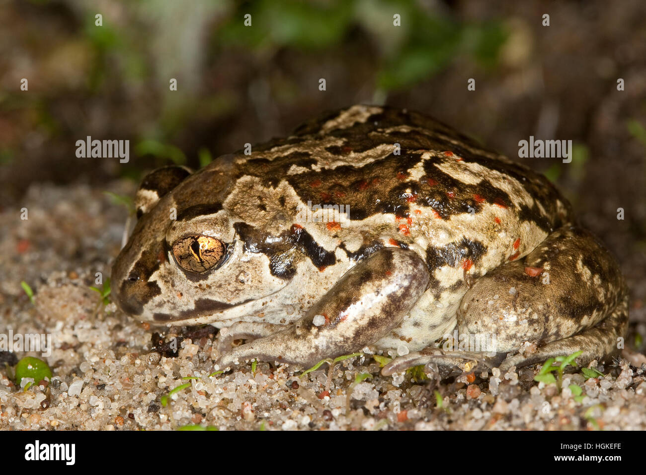 Knoblauchkröte Knoblauch-Kröte Kröte,,, Pelobates fuscus, crapaud commun, crapaud, l'ail, Krötenfrosch Schaufelkröte Banque D'Images