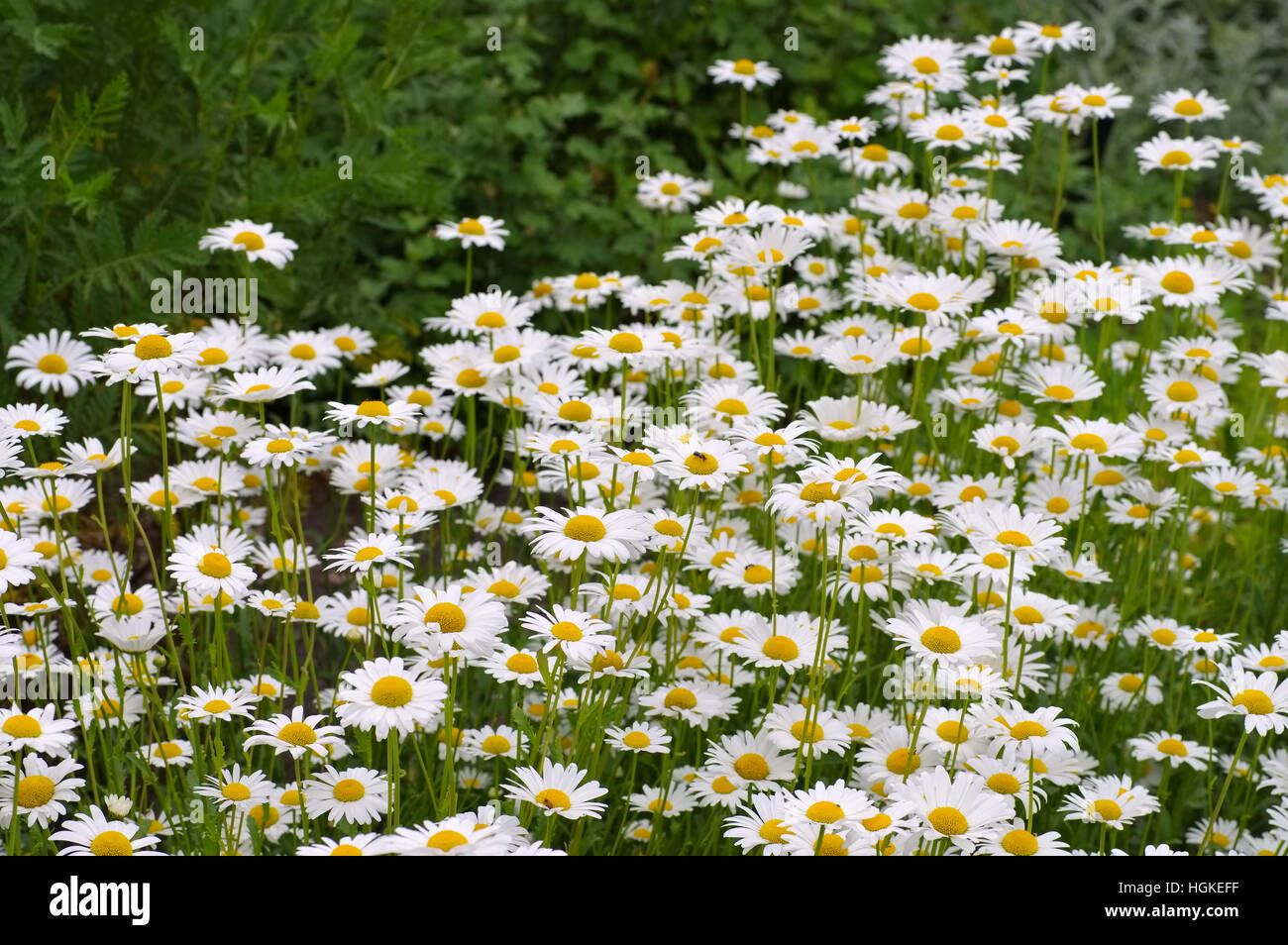 Magerwiesen-Margerite - Leucanthemum vulgare, la marguerite blanche dans le jardin Banque D'Images