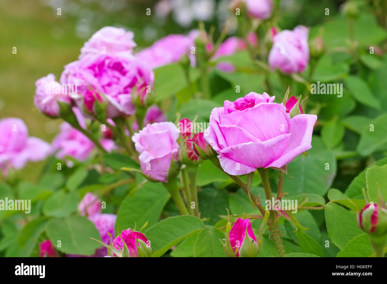 Madame Rose Boll - la rose rose Madame Boll en jardin d'été Banque D'Images