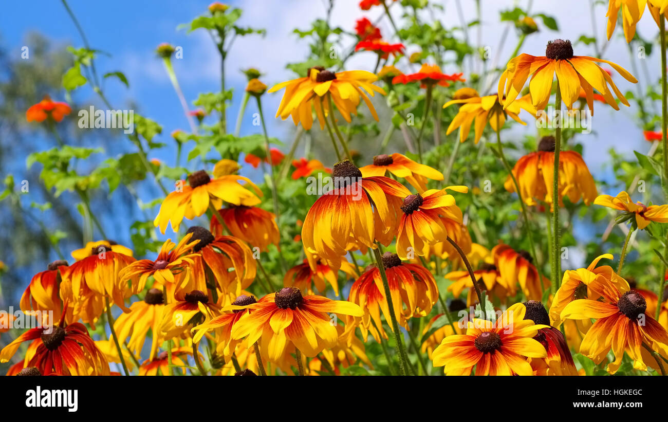 - Sonnenhut black-eyed Susan fleur en jardin d'été Banque D'Images