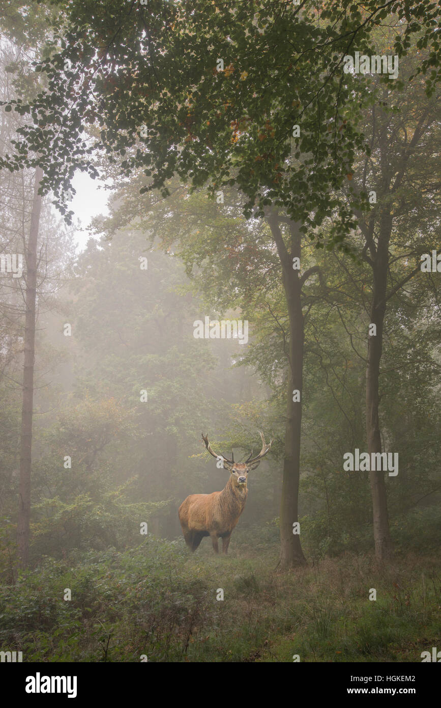 Superbe image de red deer stag en automne brouillard forêt image paysage coloré Banque D'Images