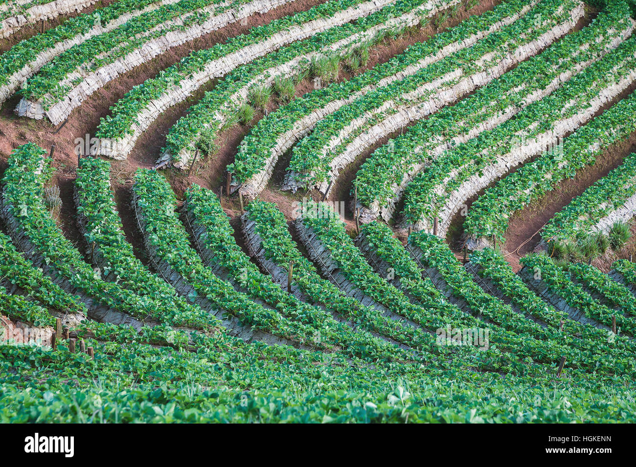 Champ de fraisiers Plantation sur pente de montagne dans le nord de la Thaïlande Banque D'Images
