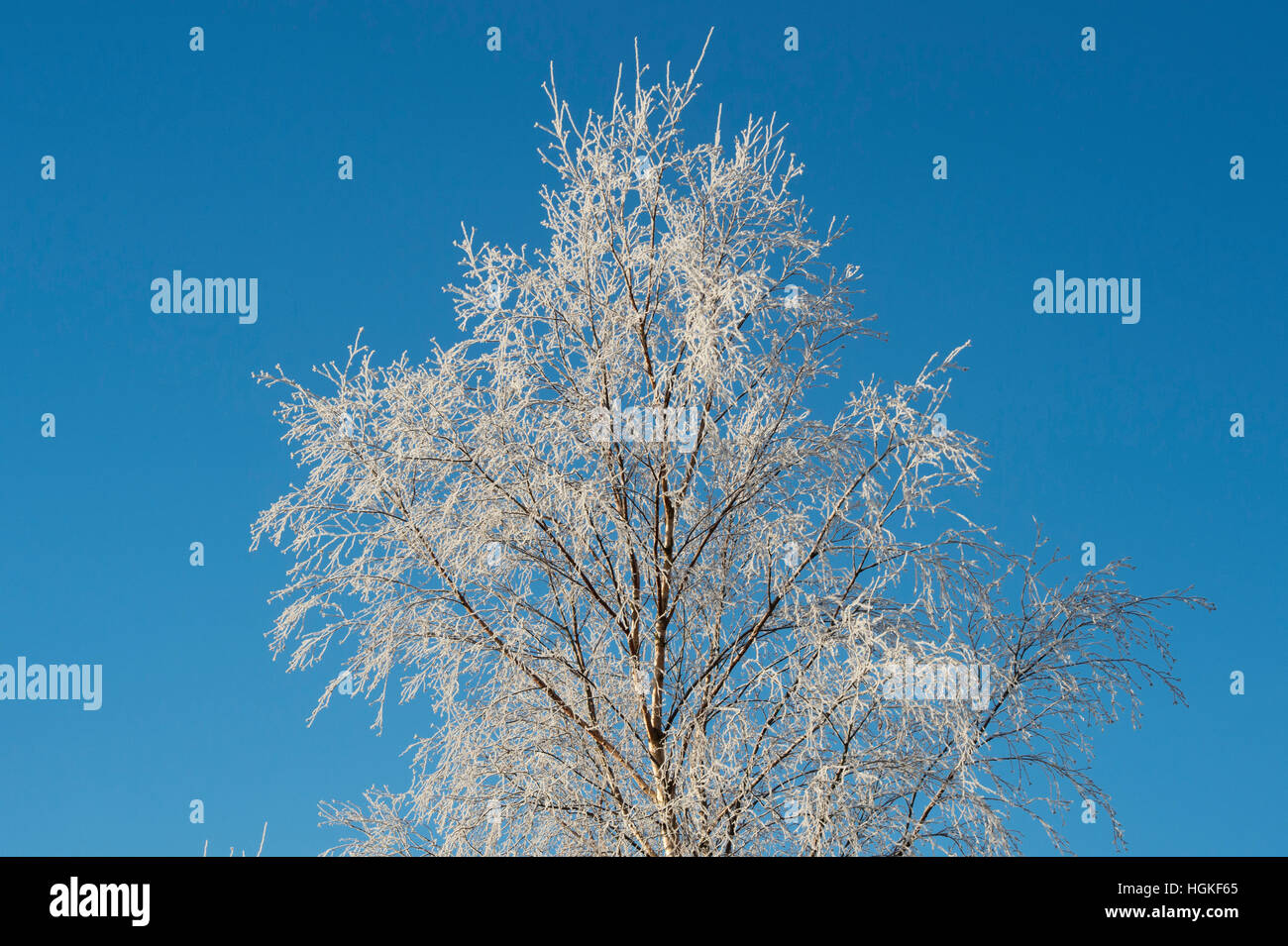 Betula pendula. Givre sur un Silver Birch Tree against blue sky. L'Ecosse Banque D'Images