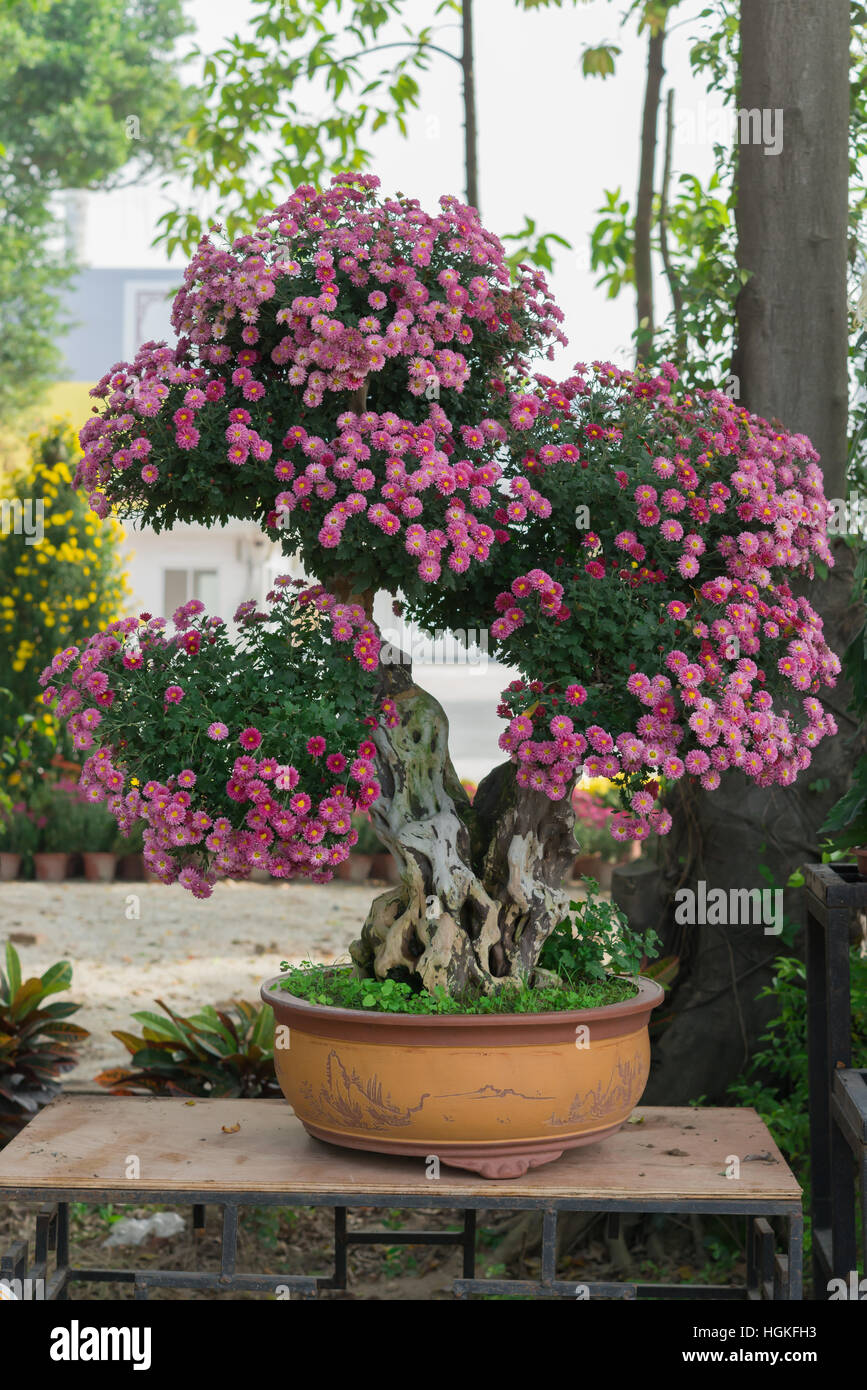 Bonsaï arbre lilas avec des fleurs de chrysanthème Photo Stock - Alamy