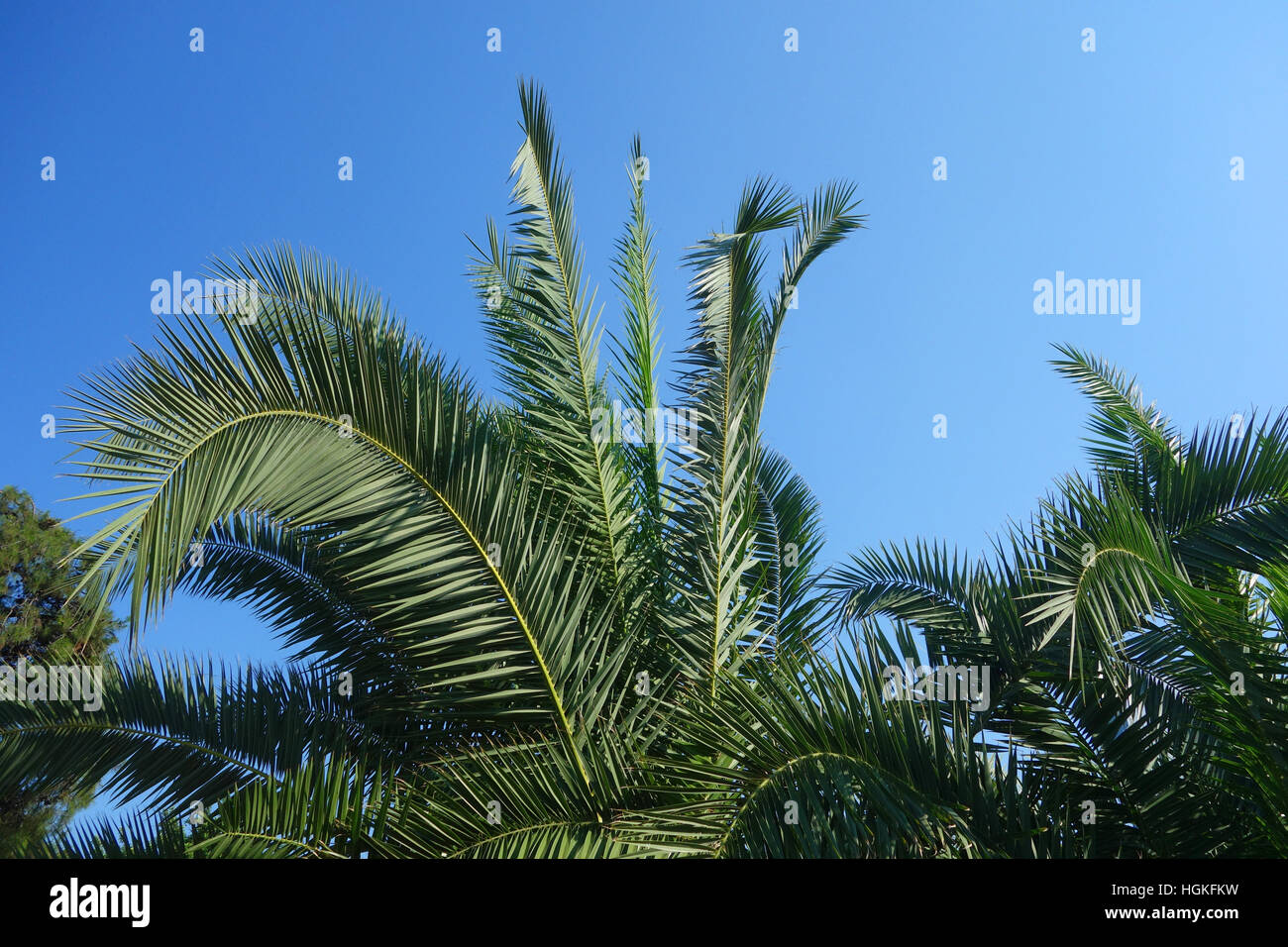 Palmiers contre le ciel Banque D'Images
