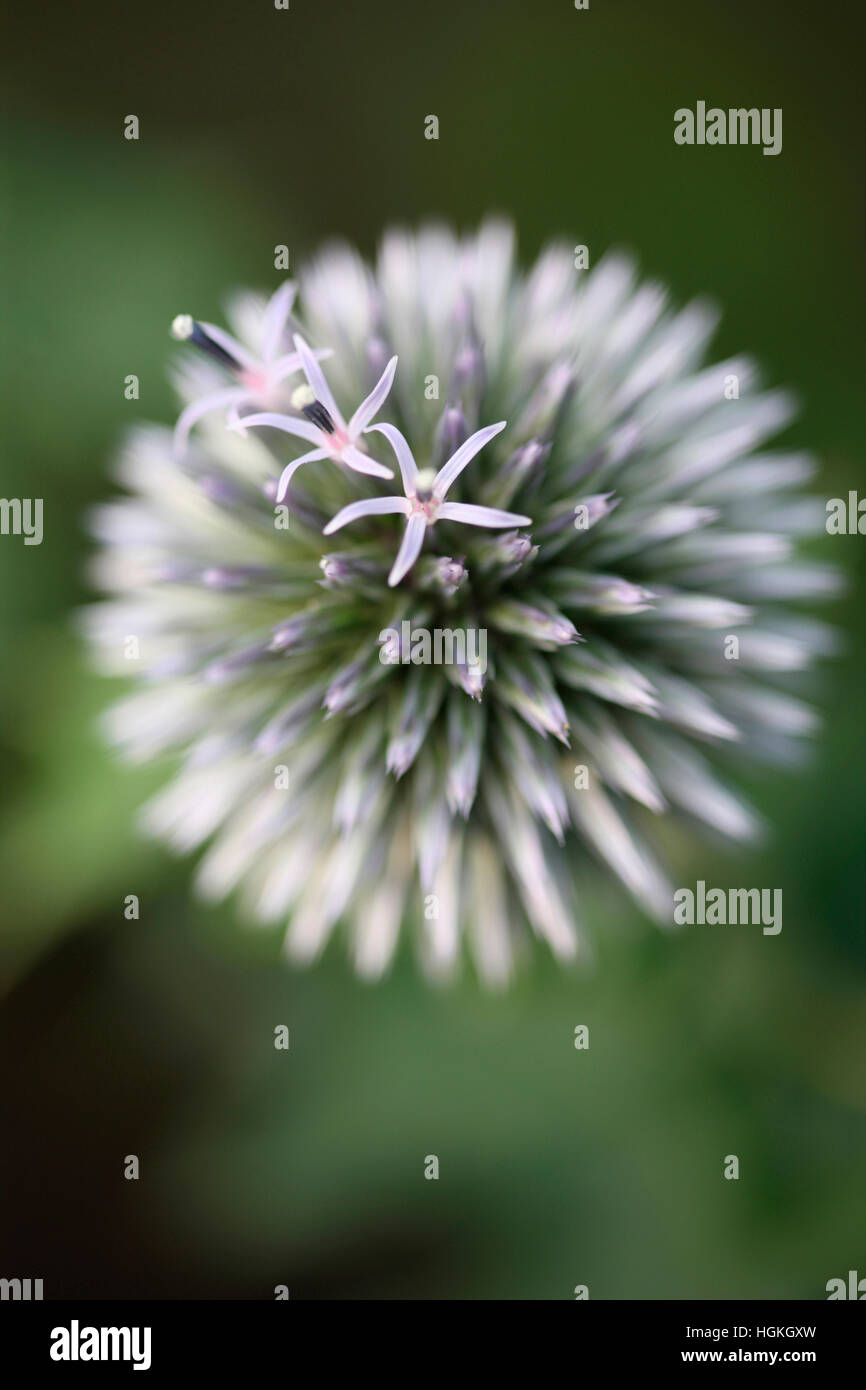 Echinops ritro chardon globe, globe - fleurs langage des fleurs 'la noblesse du caractère' Jane Ann Butler Photography JABP1775 Banque D'Images