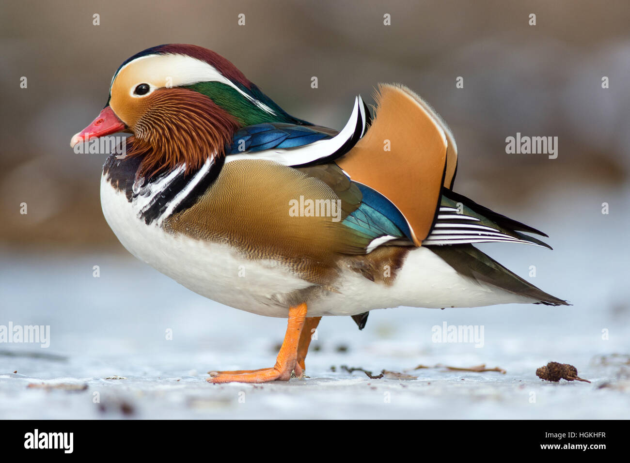 Beau canard mandarin sur le lac gelé dans un parc Banque D'Images