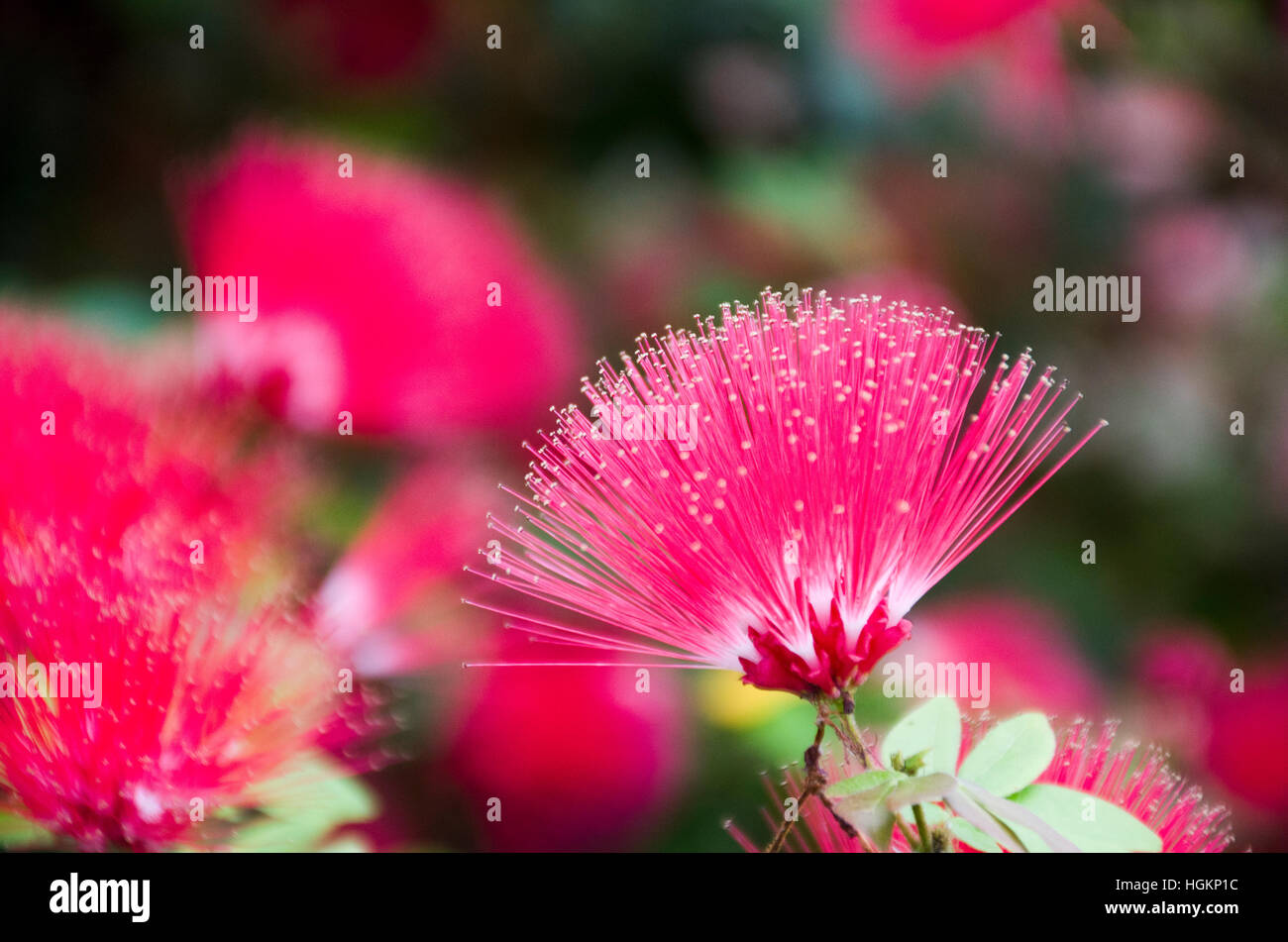 Un mimosa rose bloom attend un colibri local pour le visiter. Banque D'Images