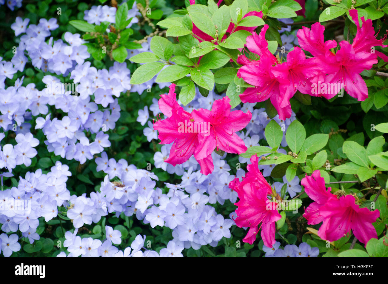 Azalée rose montre magnifiquement avec le bleu pâle printemps fleurs de Phlox. Arboretum National Collection d'azalées, D.C. Banque D'Images