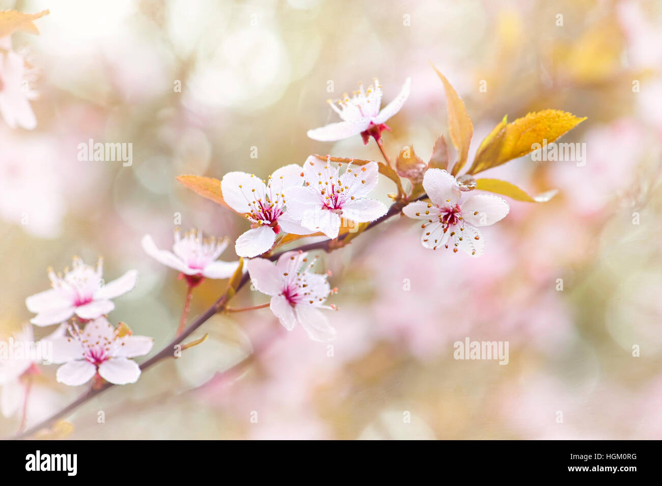 Prunus cerasifera 'Nigra' - Black Cherry Plum Banque D'Images