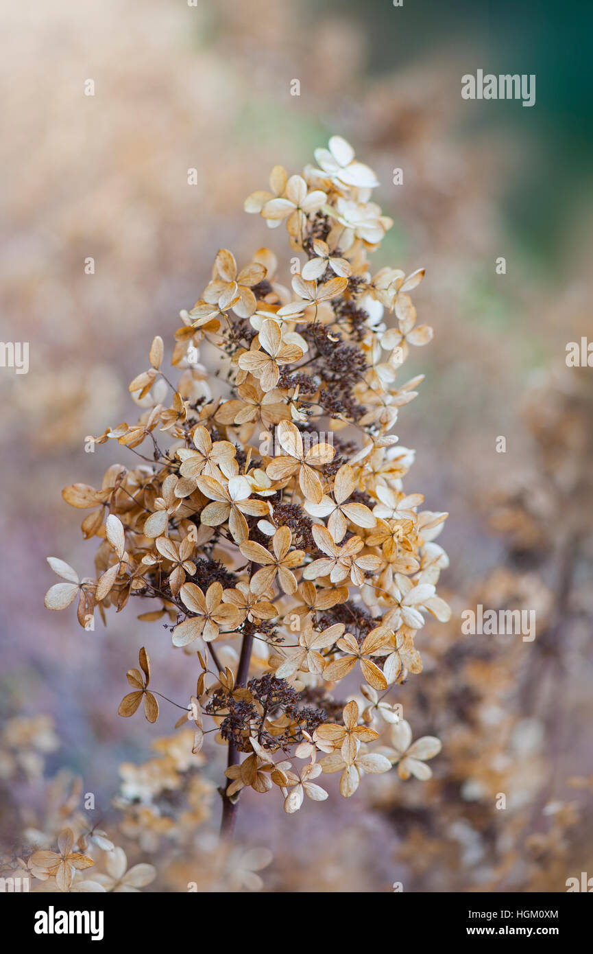 Hydrangea paniculata automne capitule. Banque D'Images