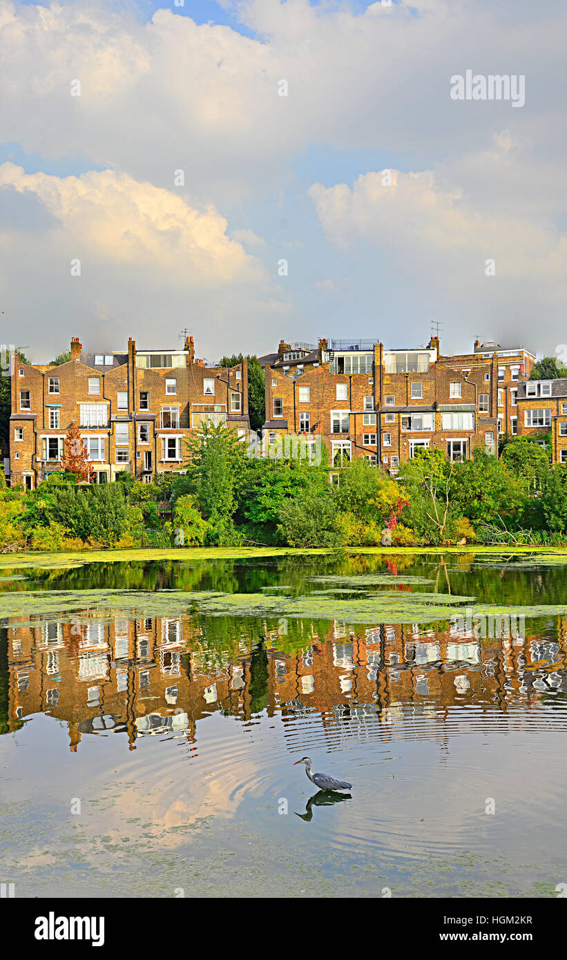 Hampstead Heath étang avec le Grand Héron et reflétée ancien appartement bâtiments. Banque D'Images Hampstead Heath étang avec le Grand Héron et reflétée ancien appartement bâtiments. Banque D'Images