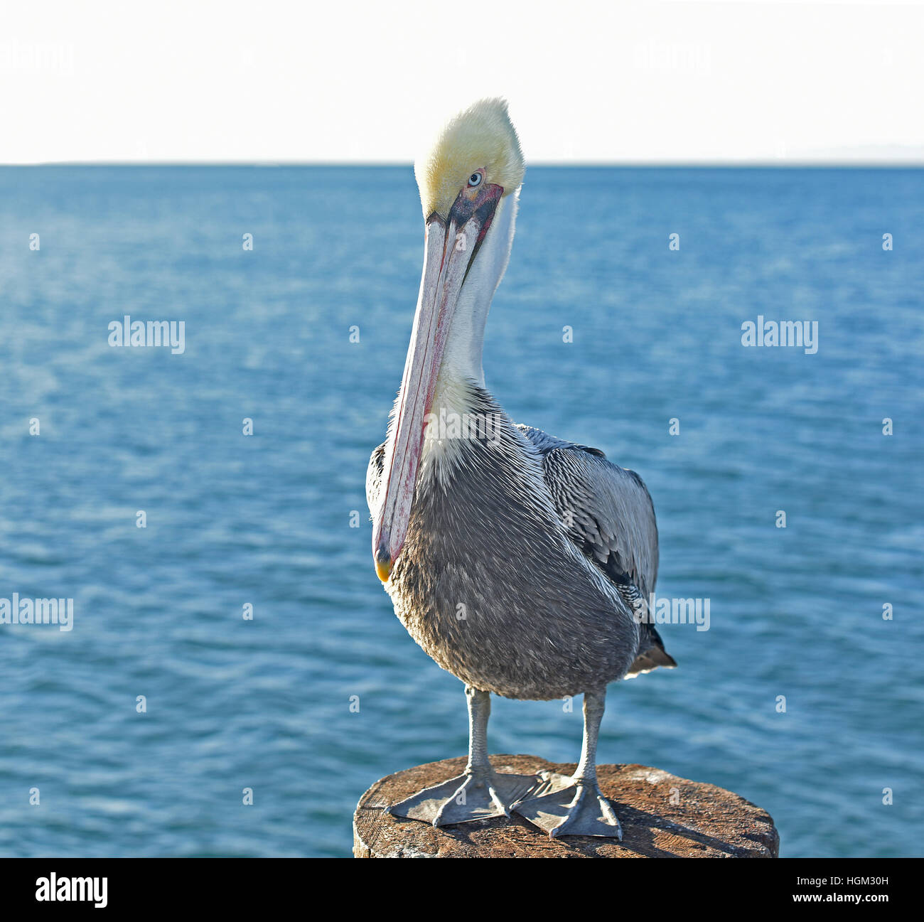 Portrait d'un pélican brun (Pelecanus occidentalis) sur pilotis Pier Banque D'Images